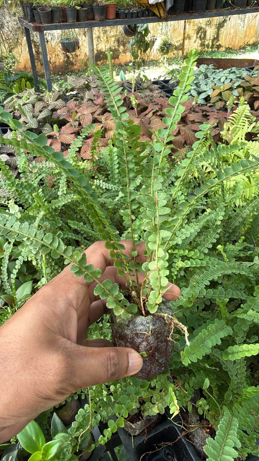 Fern Combo (5 varieties )