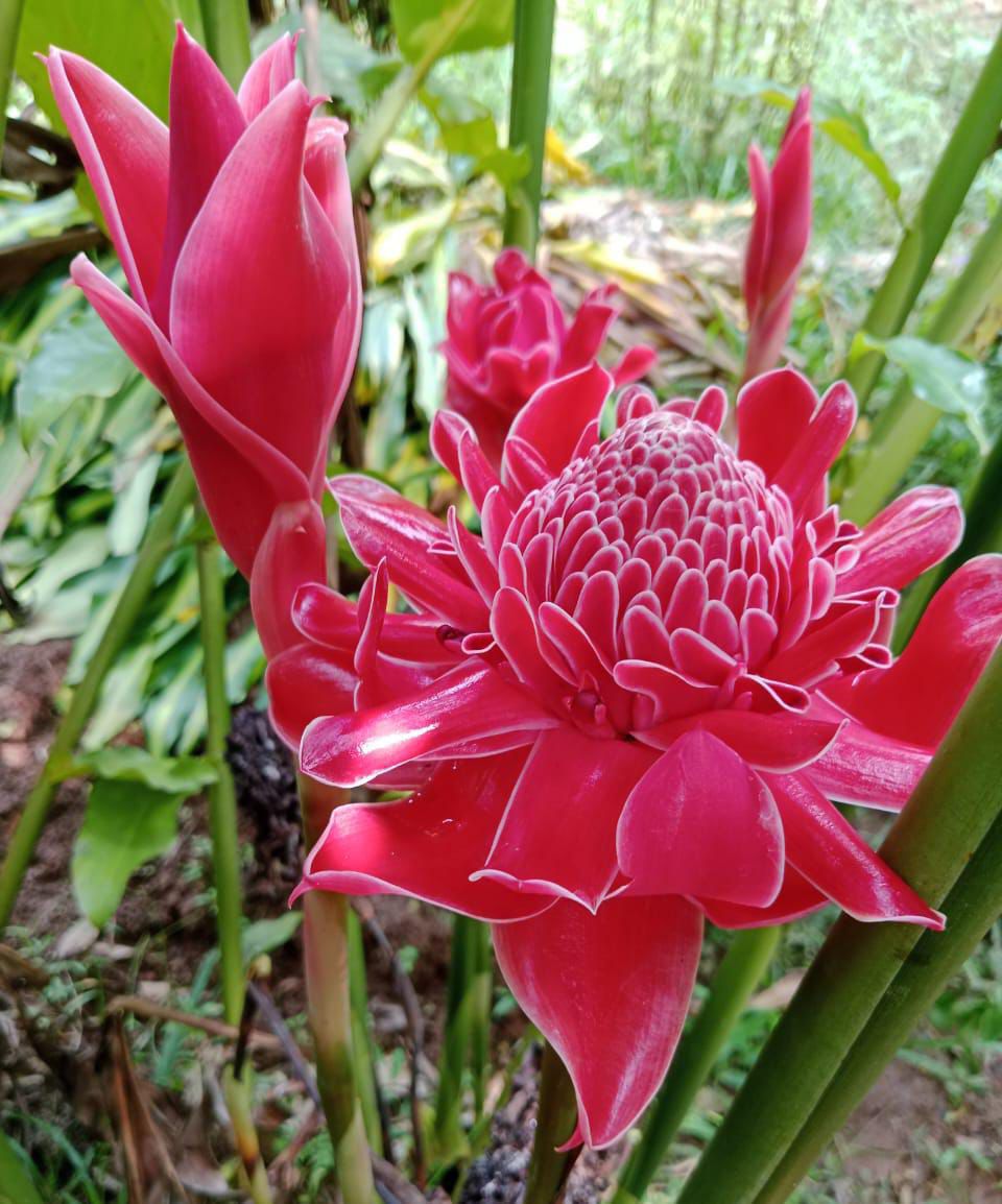 Torch Ginger Pinkish Red