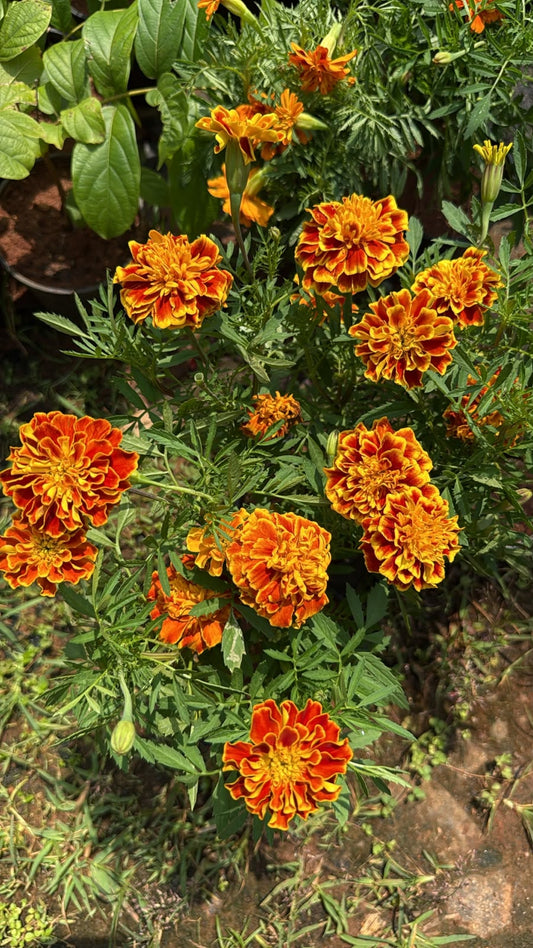 Marigold M01