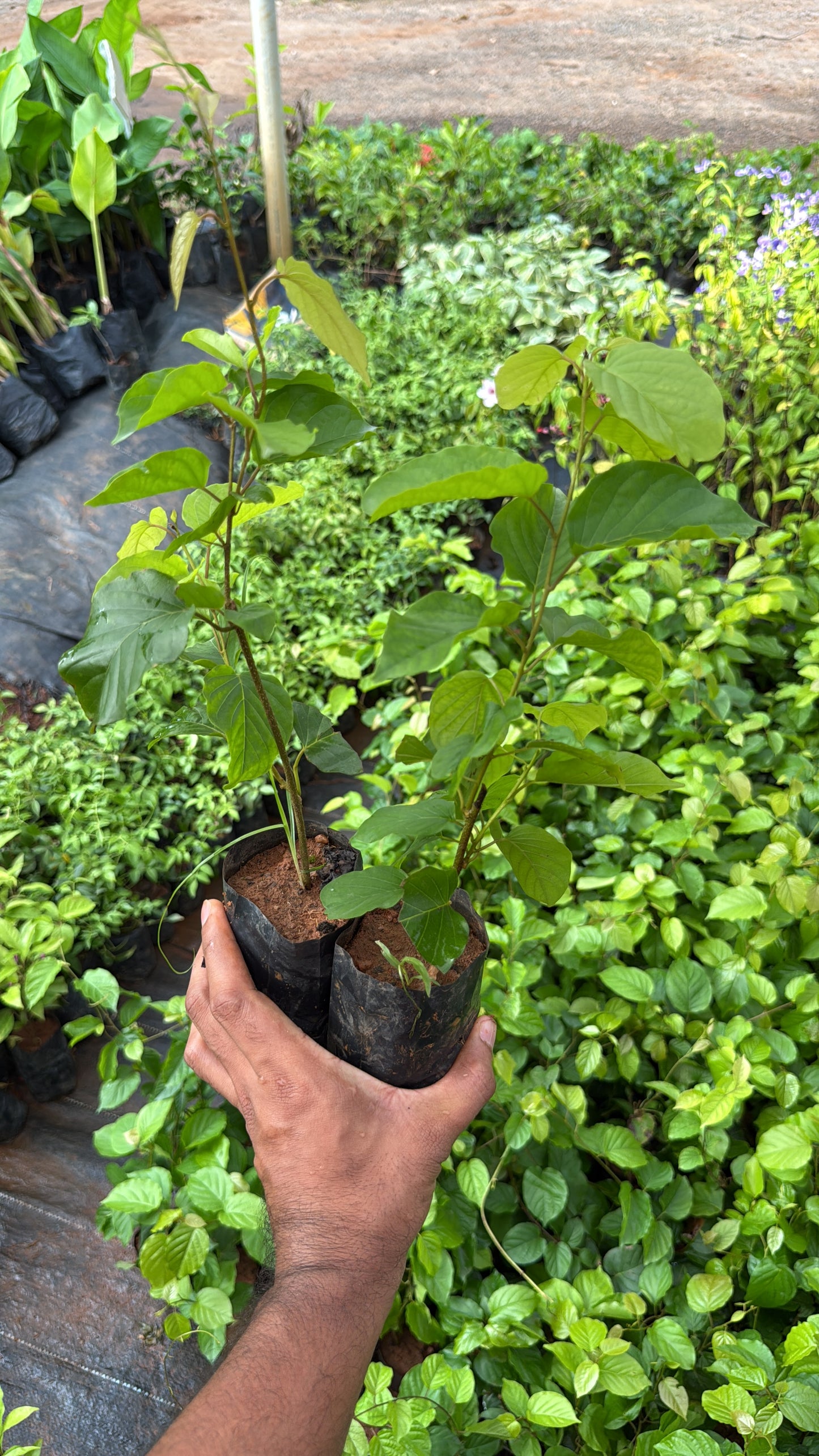 Manimulla(2 Plants Combo)