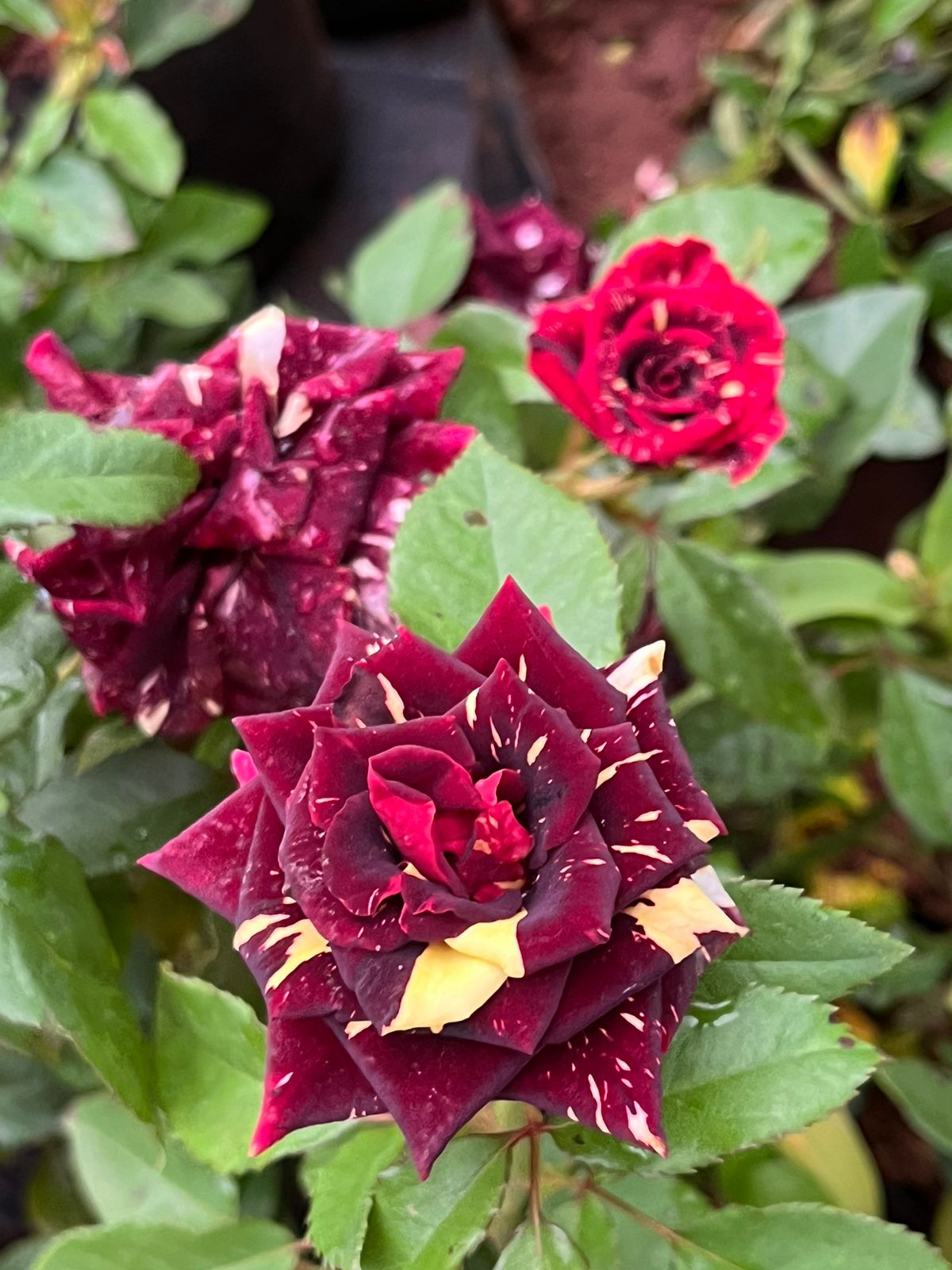 Tiger Rose