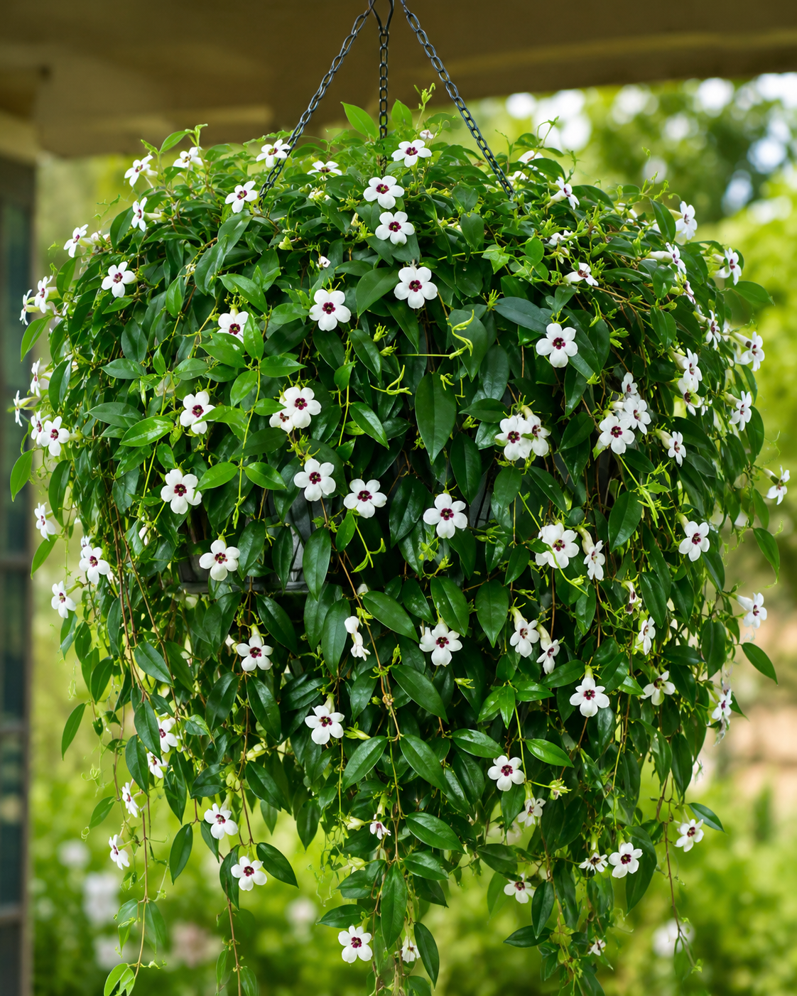 Lipstick Plant White (3 Plants)