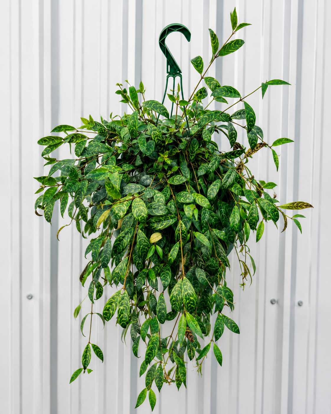 Lipstick Plant Tiger (3 Plants)