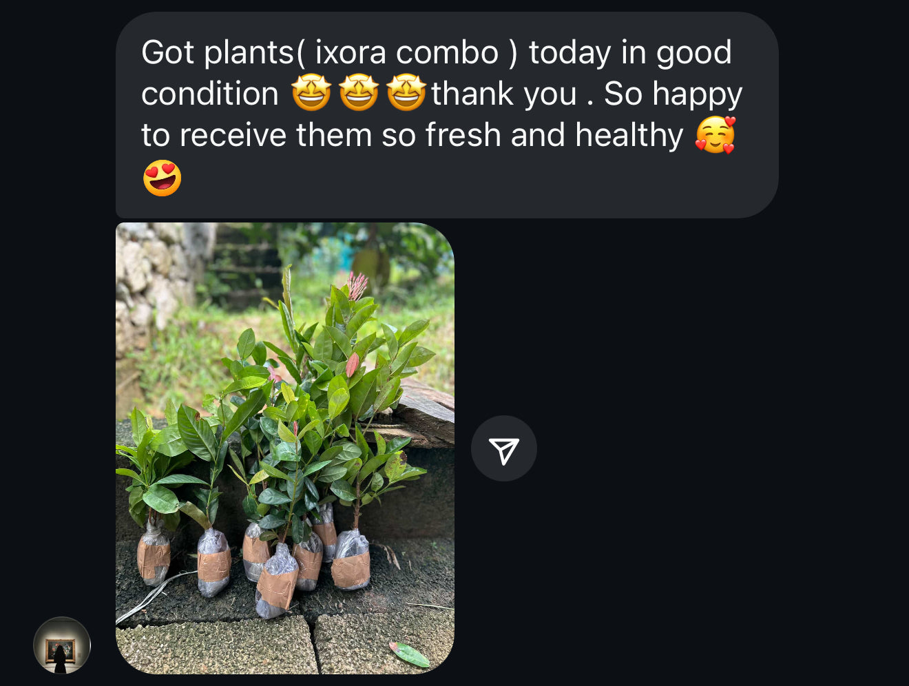 Ixora Combo(7 Varieties)