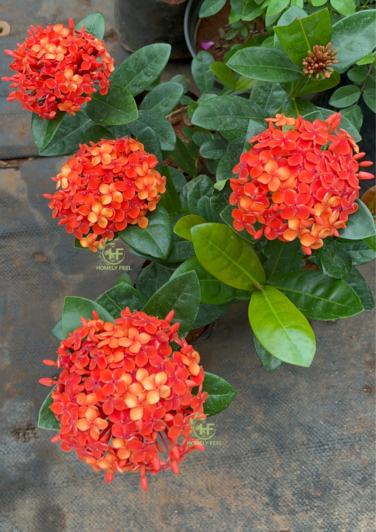 Ixora(Thechi/Chethi) Varieties – Homely Feel Gardens