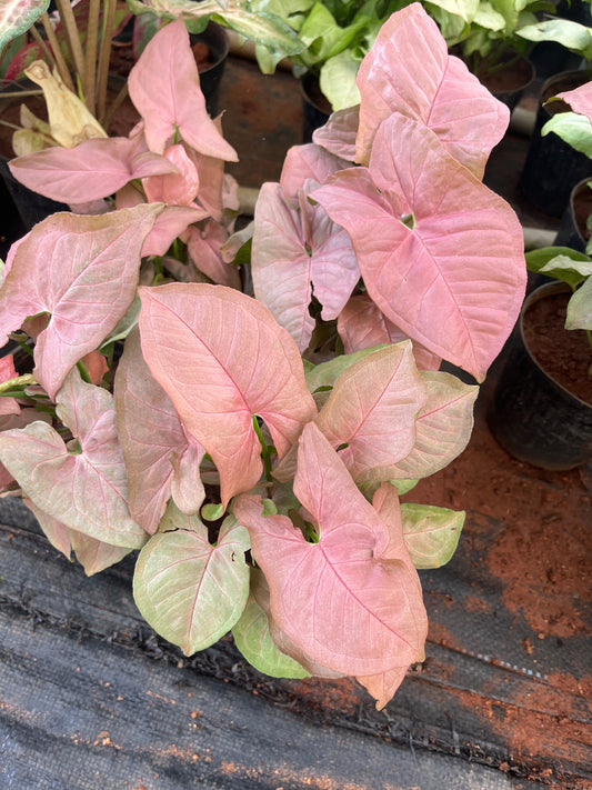 Syngonium Pink