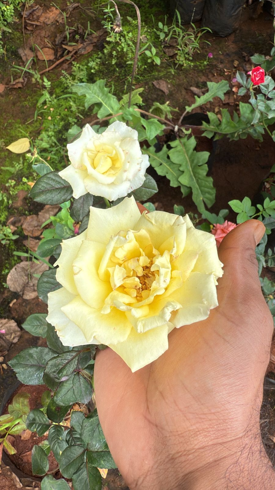 Yellow Paper Rose