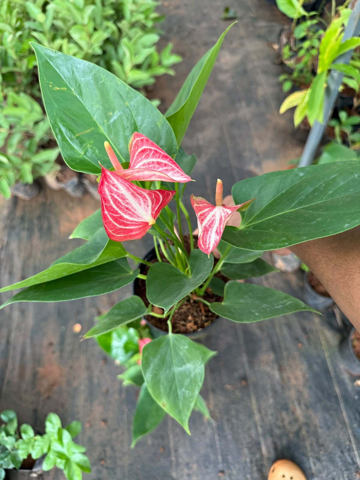 Anthurium Pink-White Stripe (Double Shoot)