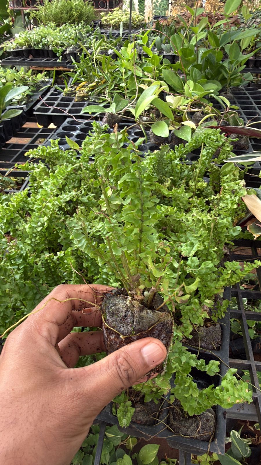 Fern Combo (5 varieties )