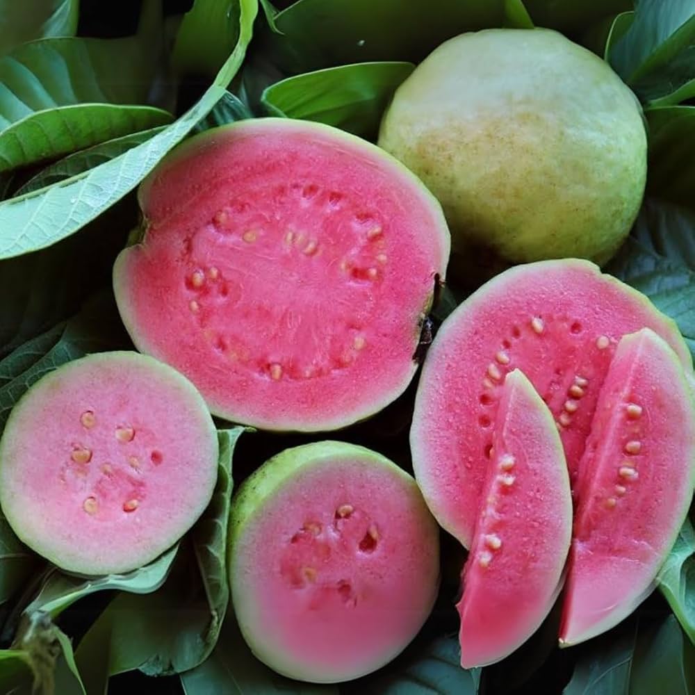 Arka Kiran Guava(Layered Plant)