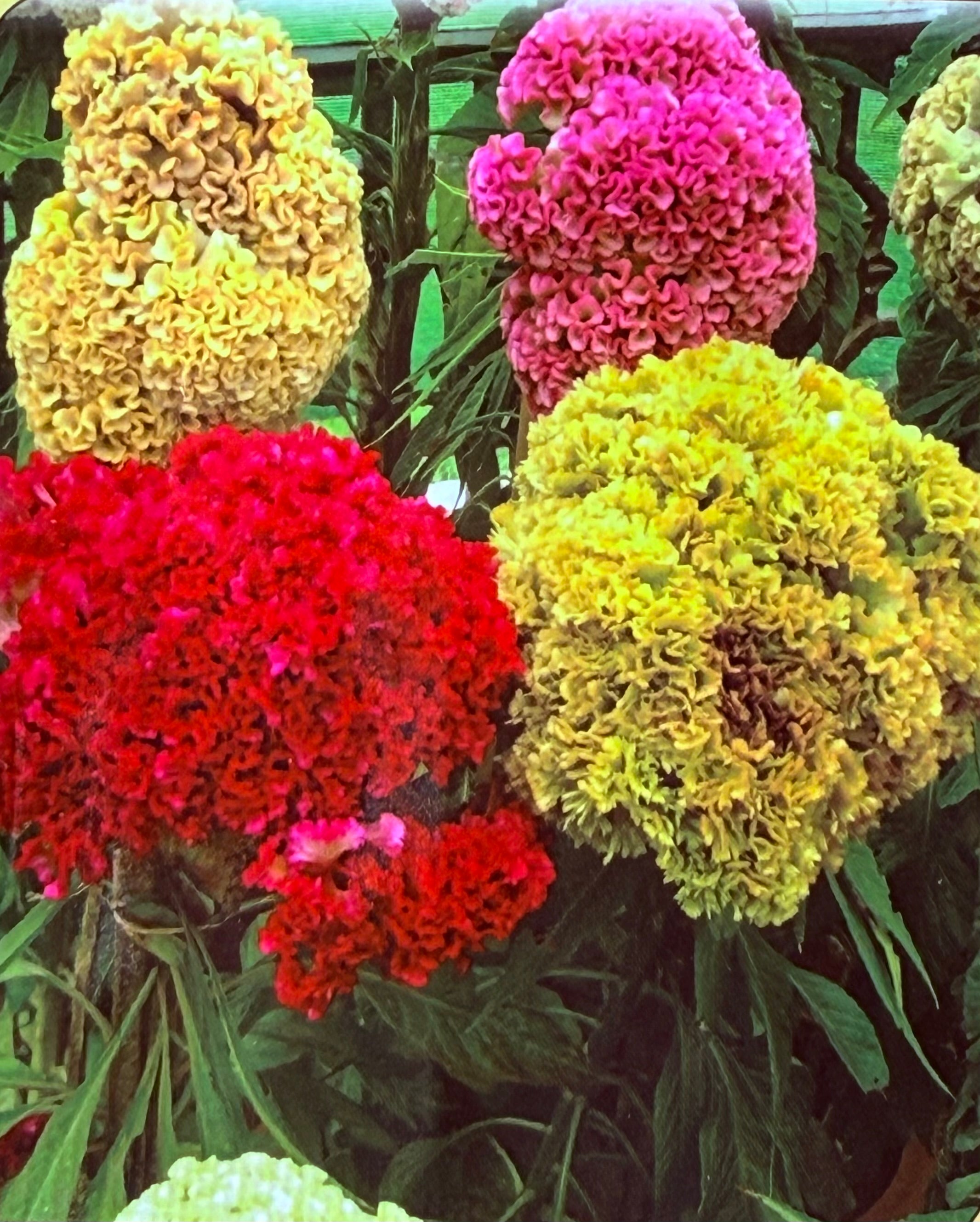 Cockscomb seeds – Homely Feel Gardens