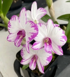 Dendrobium Orchid (Kinnaree) Seedling