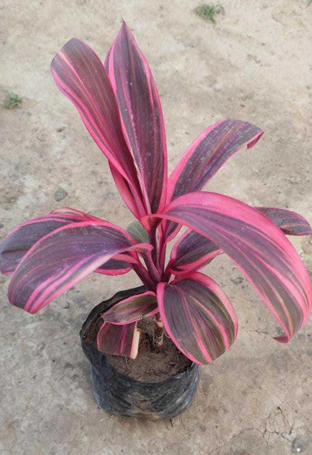 Dracaena Mahatma Red Dwarf