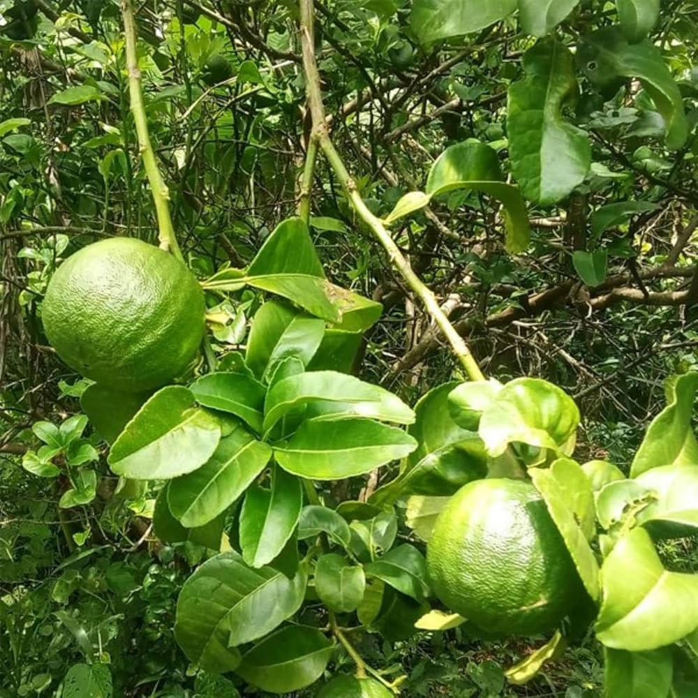 Vadukapuli/Giant Bitter Pickle Lime