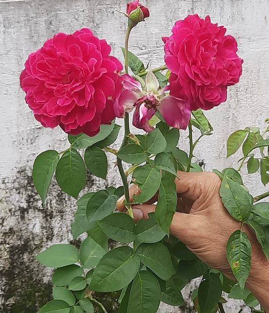 Scented Panineer Rose(Own Rooted)