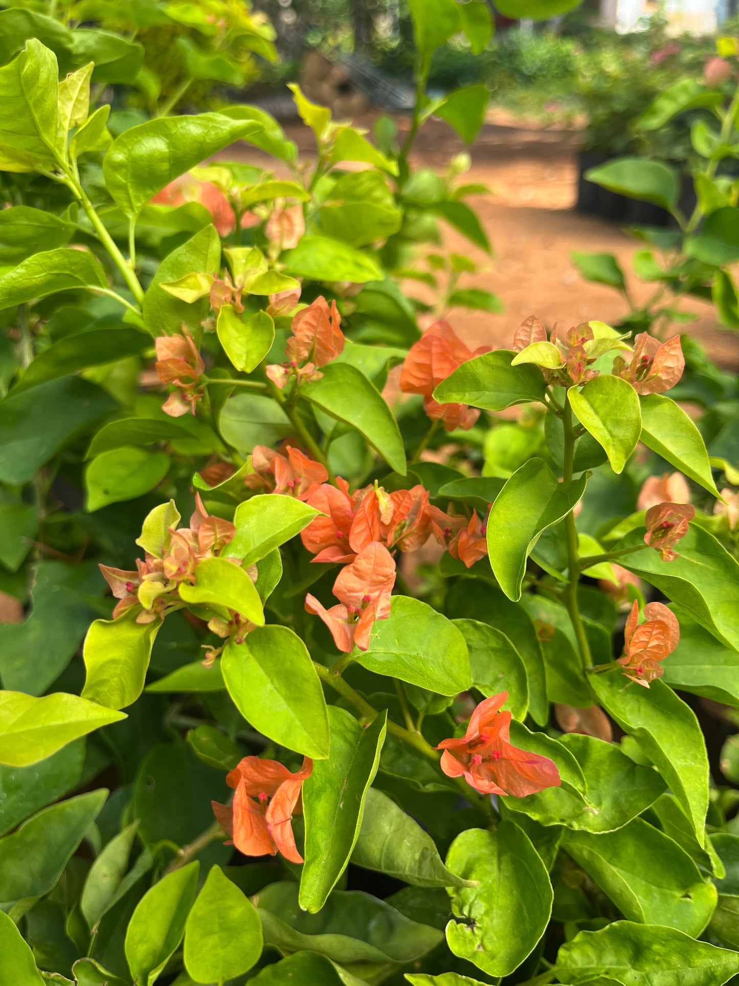 Bougainvillea Peach