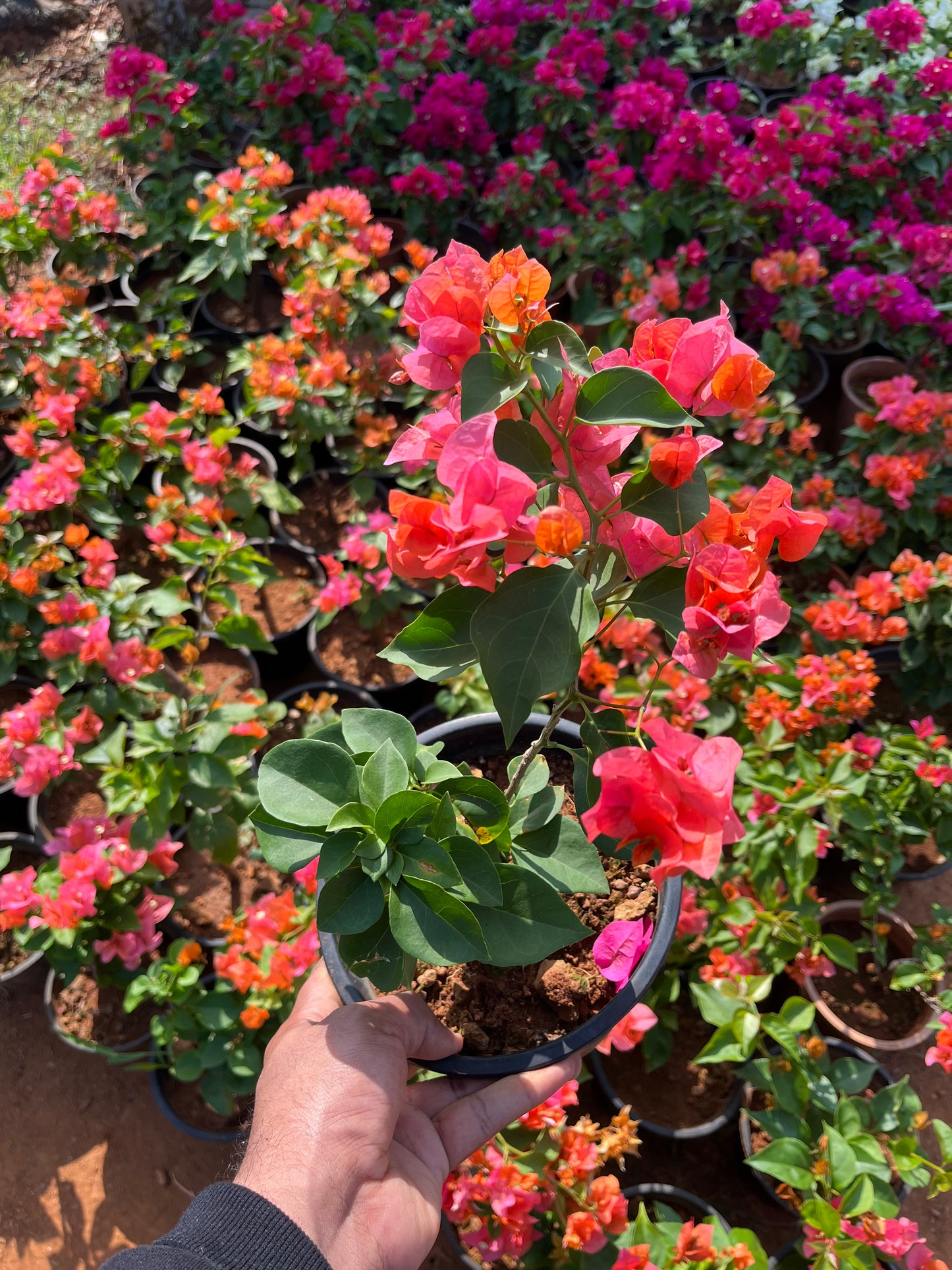 Bougainvillea Orange with a Pink shade