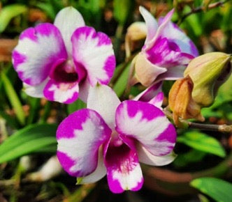 Dendrobium Orchid(Airy Lovely Splash) Seedling