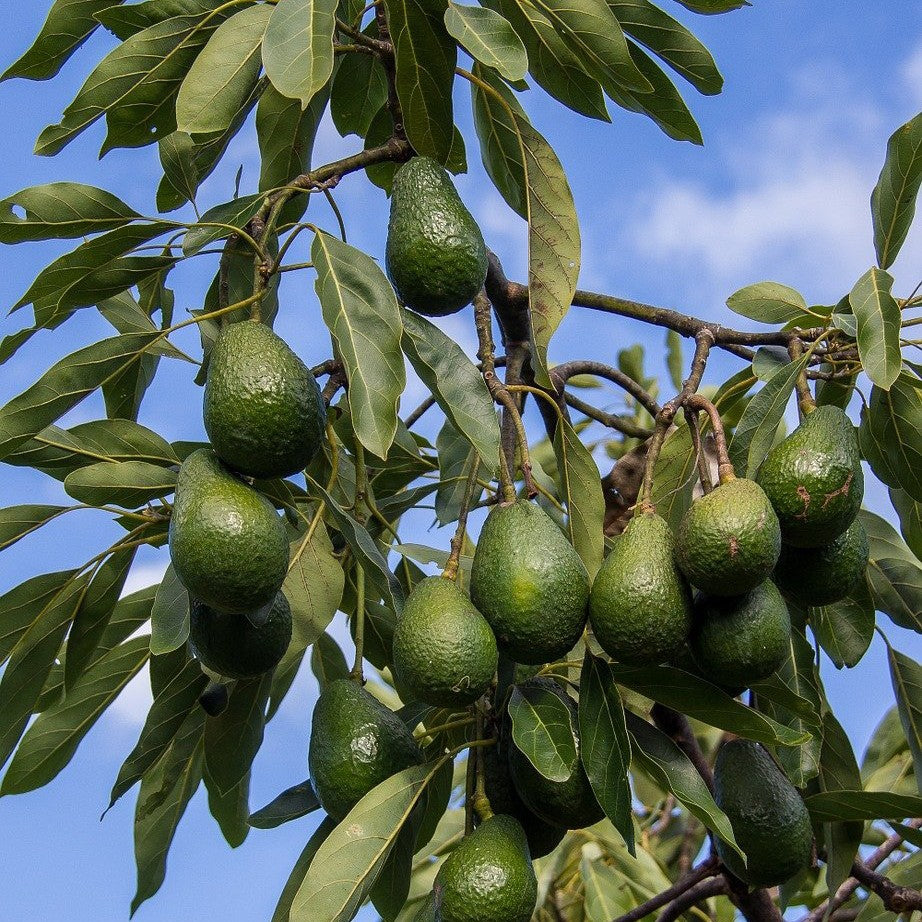 Avocado(Butter Fruit)(Grafted)
