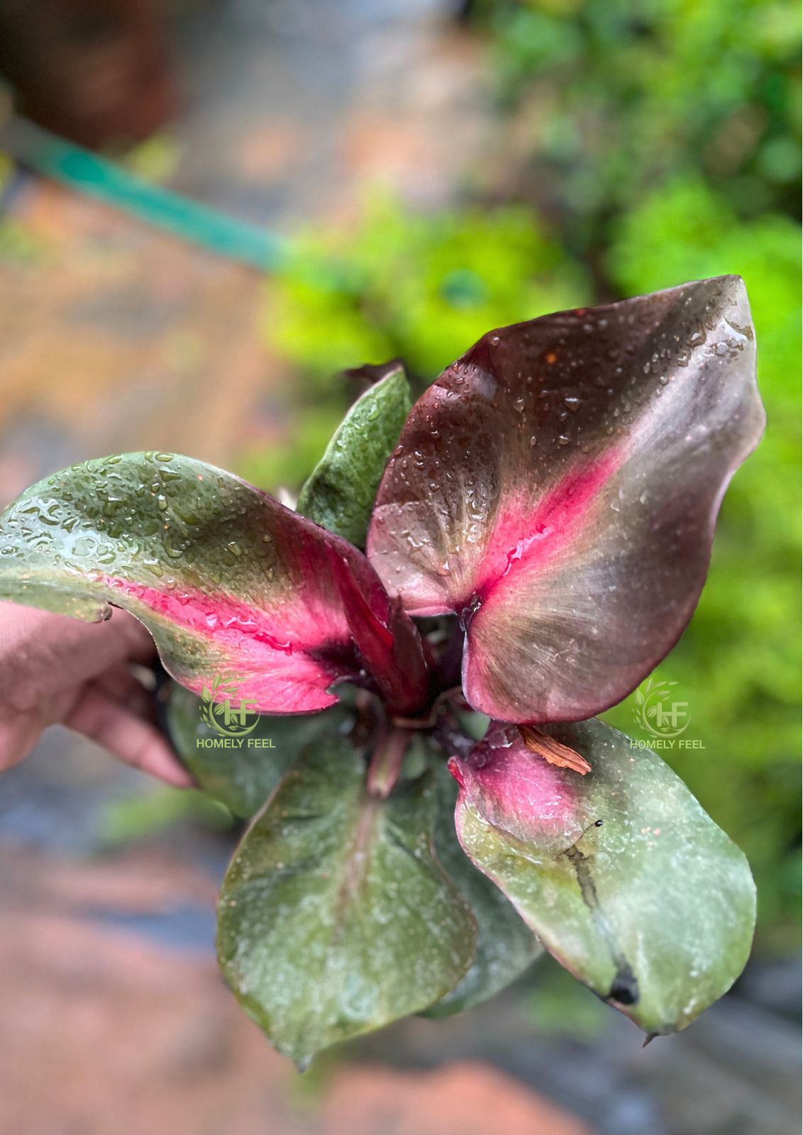 Philodendron Red Heart