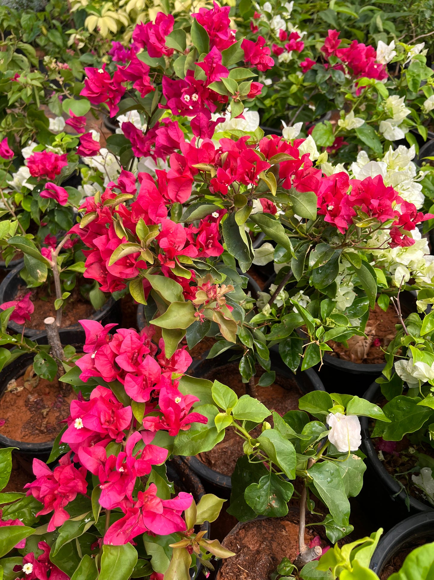 Bougainvillea Pinkish Red