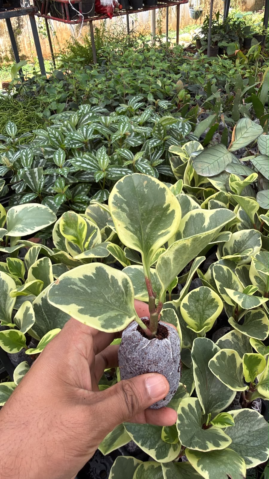 Peperomia Combo(2 varieties)