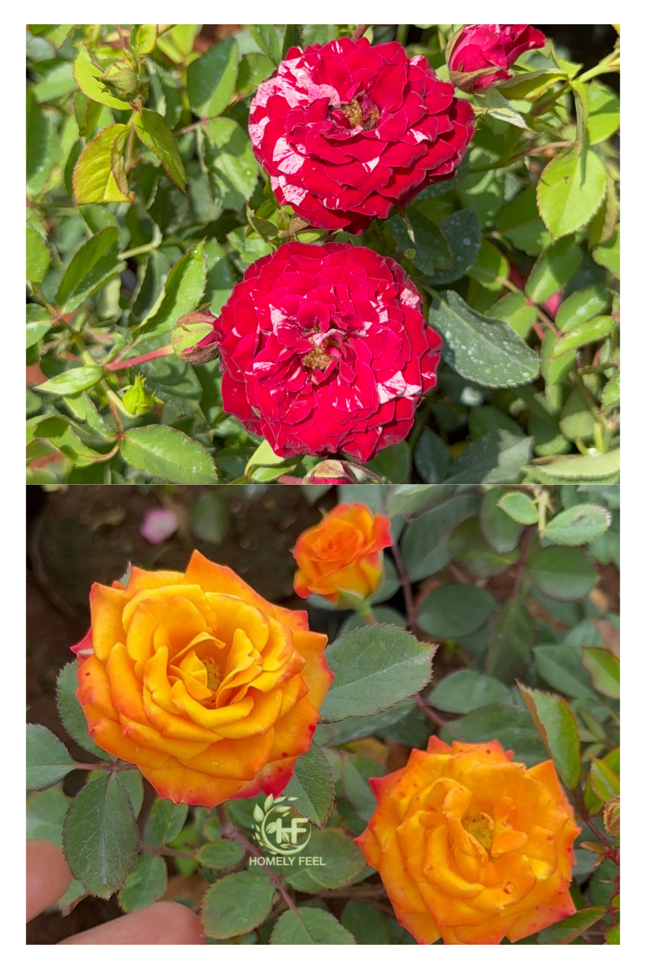 Own Rooted Rose Combo(Charishma&Scentimental Rose)