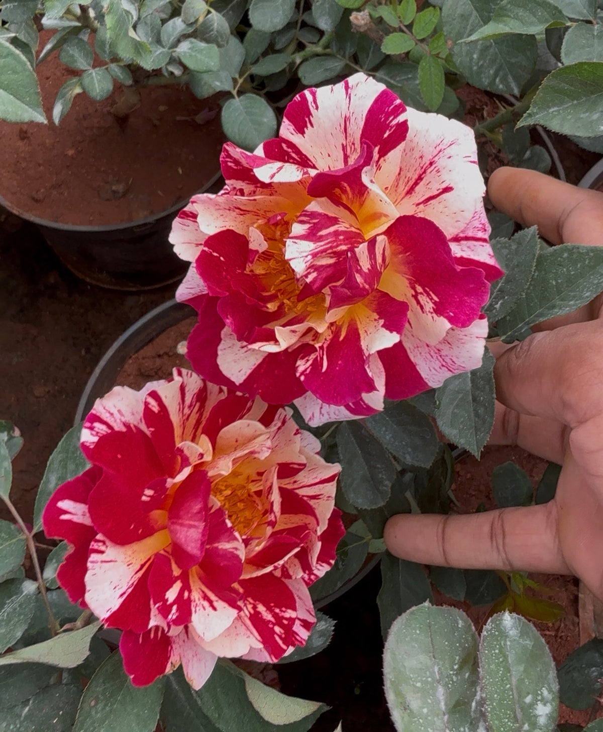 Scentimental Rose(Scented)