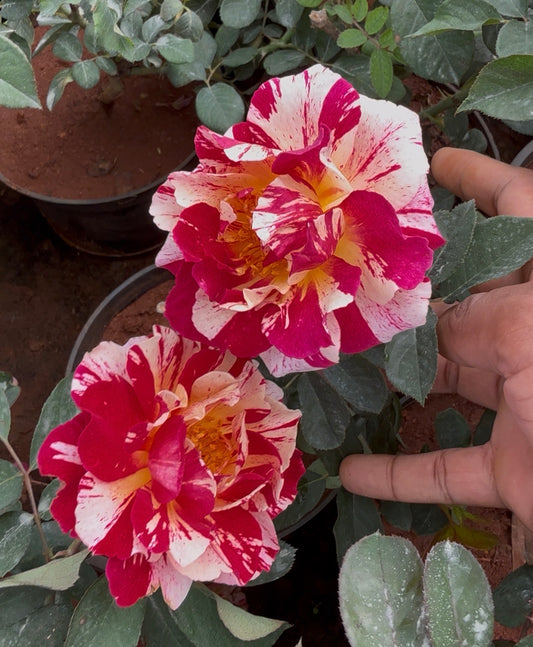 Scentimental Rose(Scented)