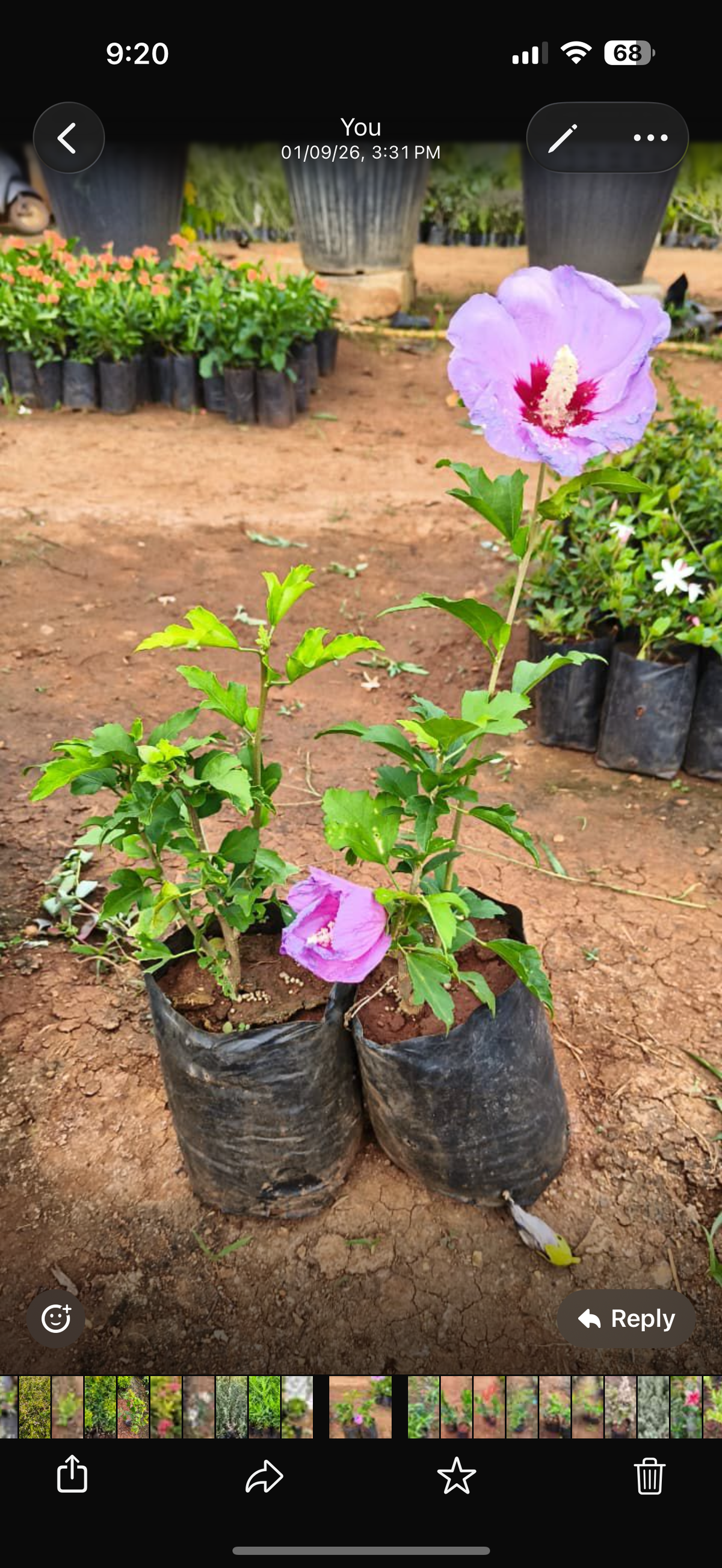 Hibiscus syriacus 'Blue Bird'