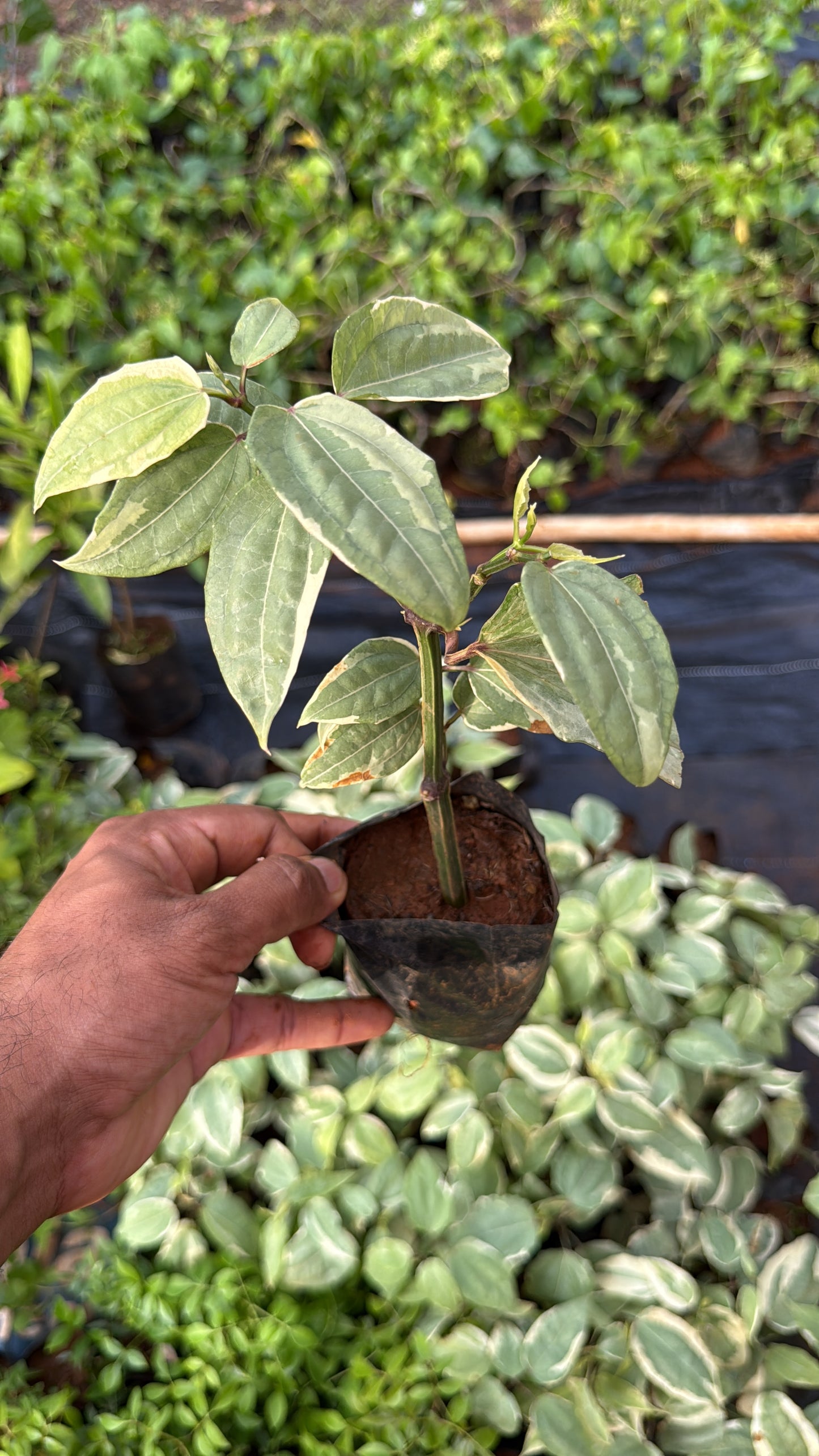 Thunbergia Coccinea Variegated(2 Plants Combo)