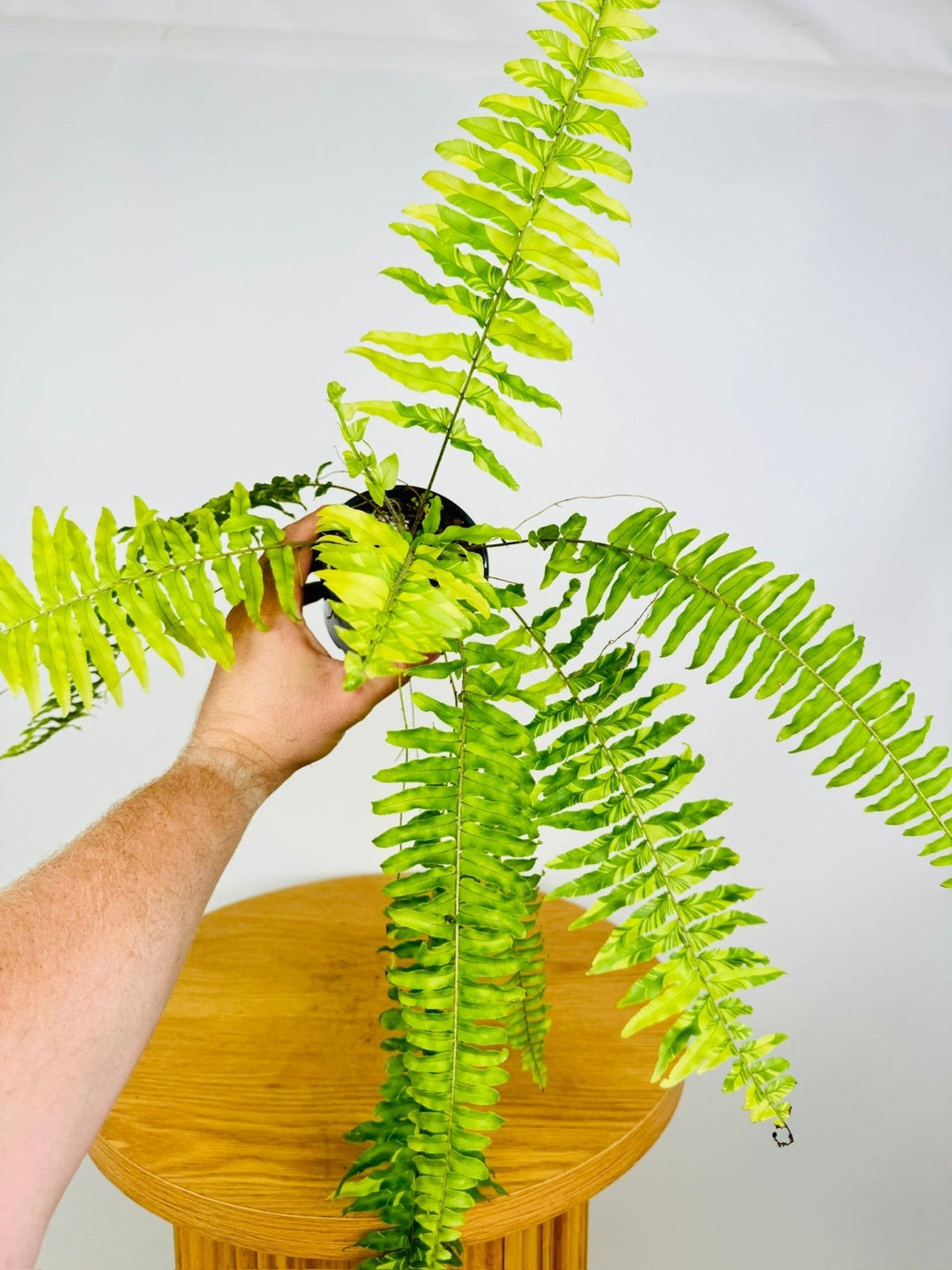 Tiger Fern