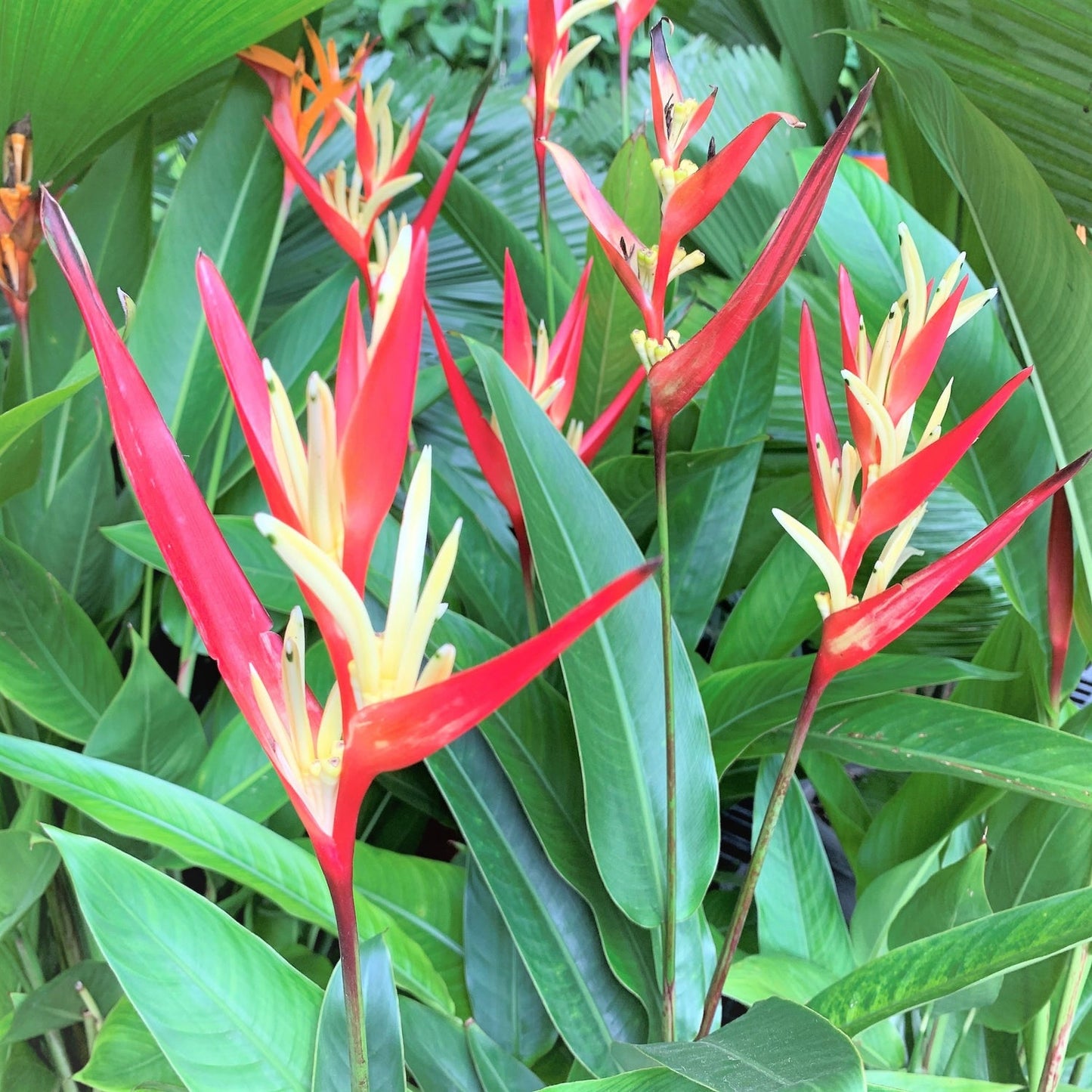 Heliconia Lady Di
