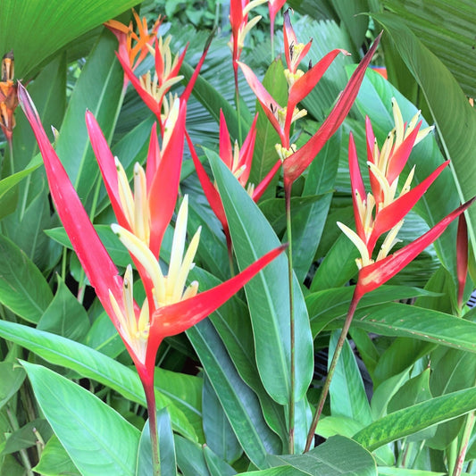 Heliconia Lady Di