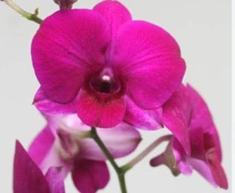 Dendrobium Orchid(Malai Red) Mature Plant