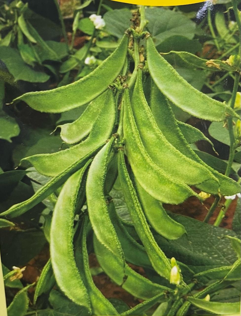 Bush Broad Beans(കുറ്റി അമര) seed