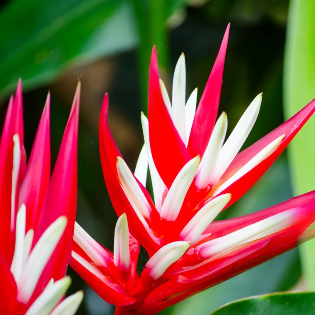 Heliconia Red Christmas