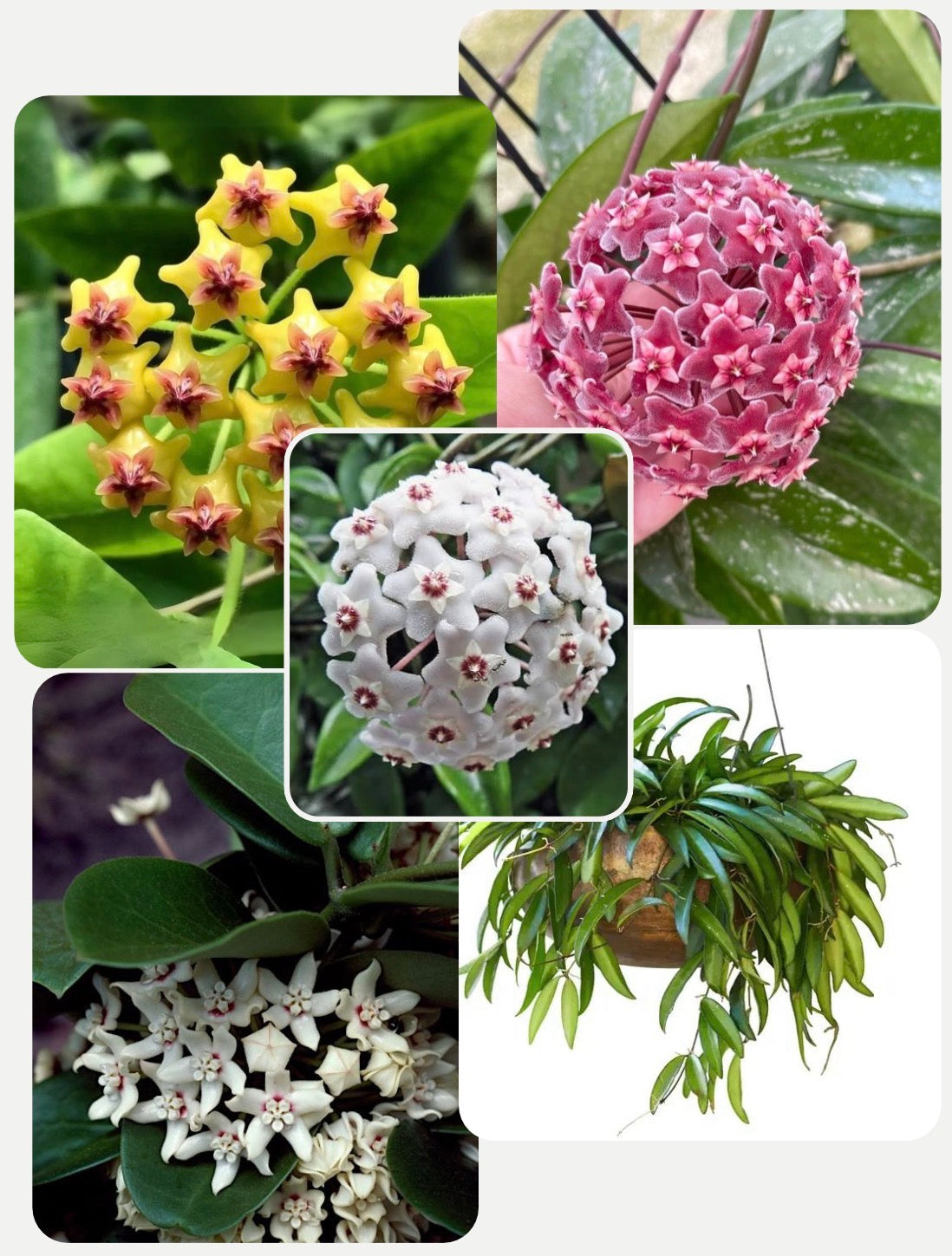 Hoya Combo(5 Varieties )