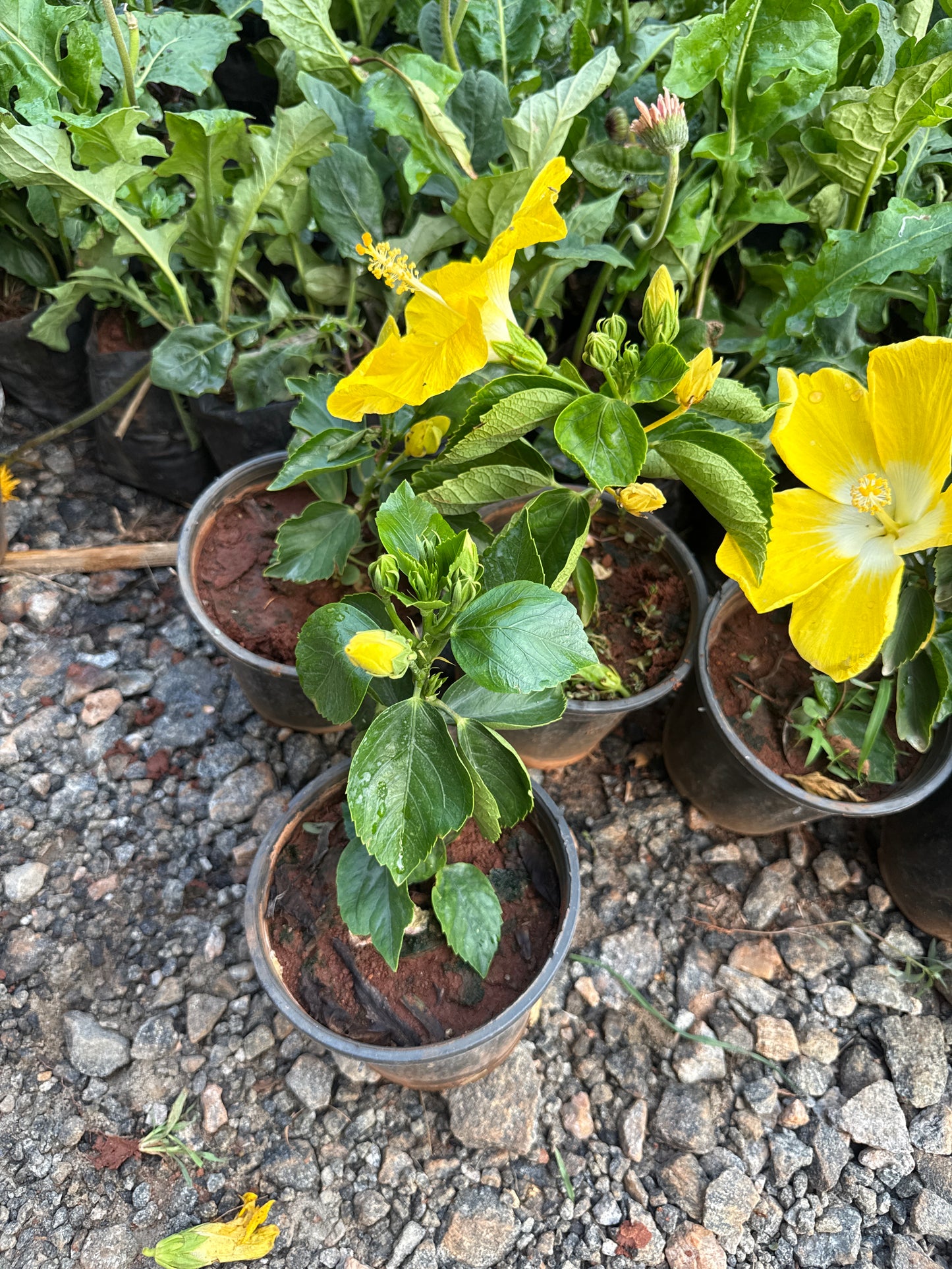 Hibiscus Royal yellow Hybrid