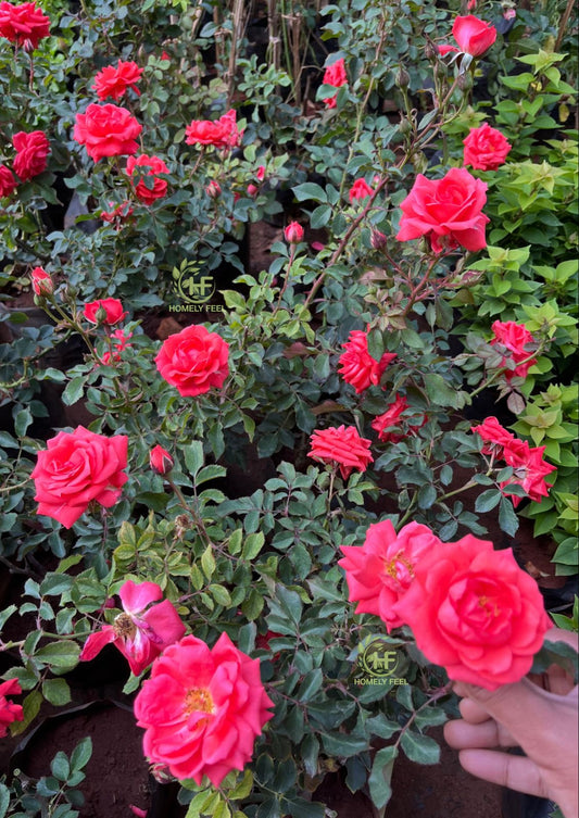 Chilli Orange Rose(Own Rooted)