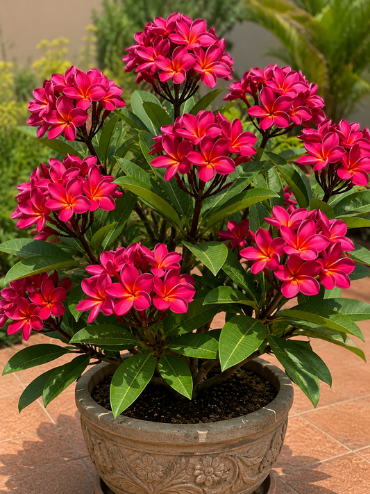 Plumeria Red