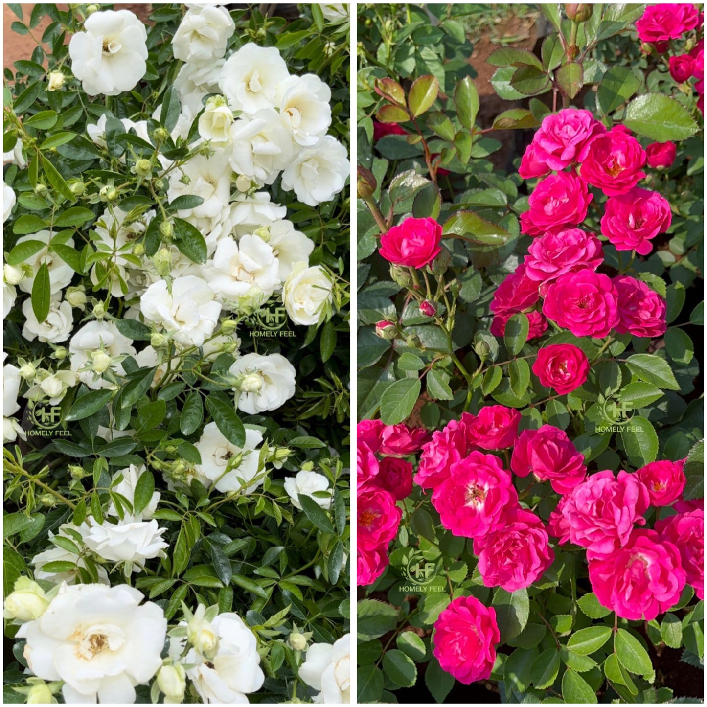 Own Rooted Rose Combo(Summer snow & Button Pink)