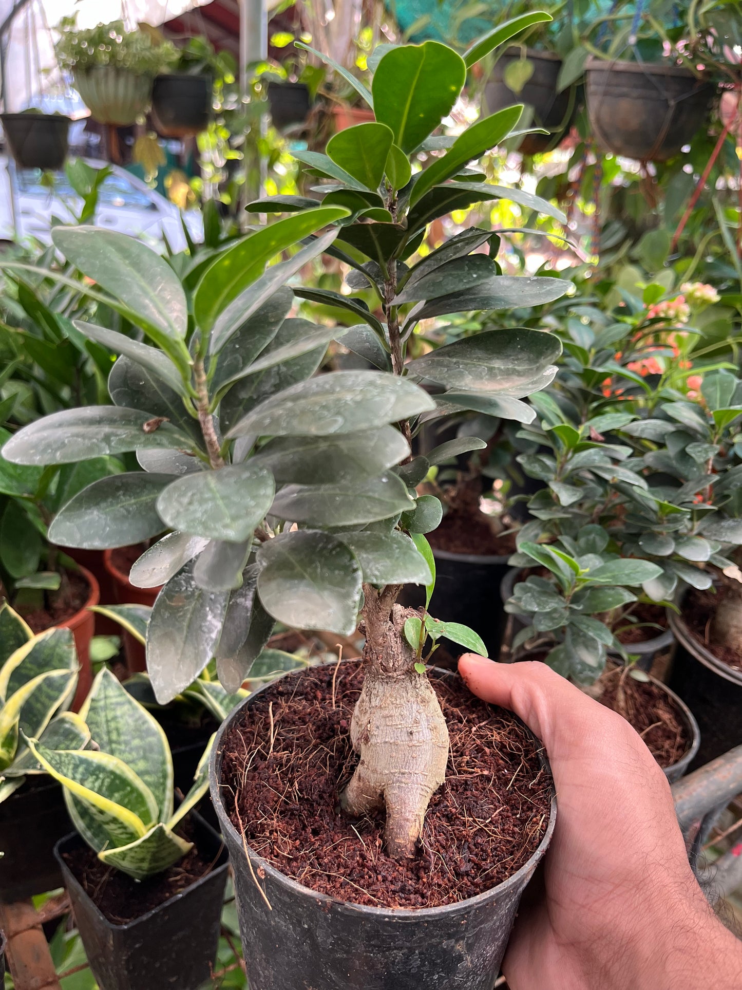 Ficus Bonsai