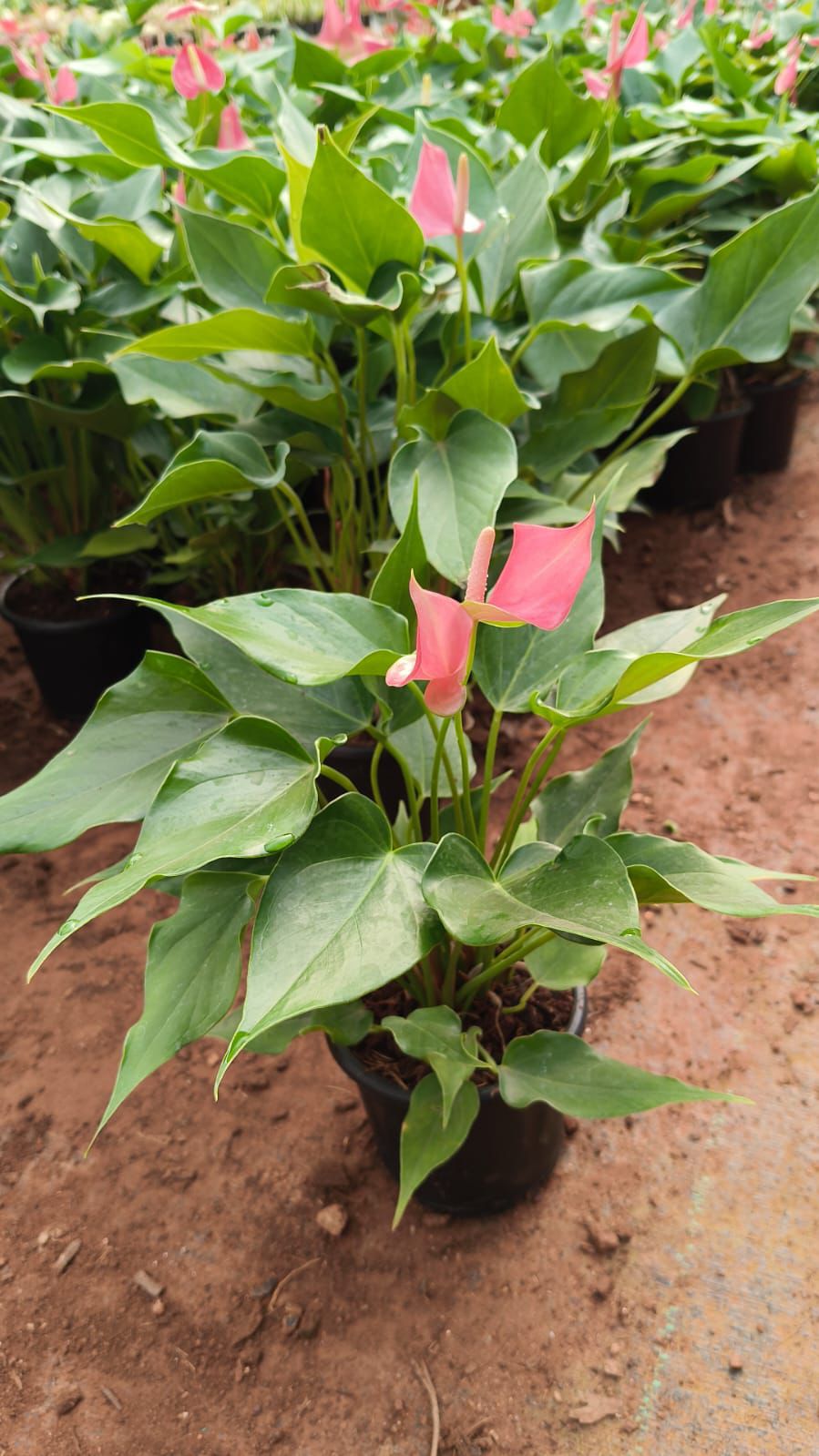 Anthurium Miniature Pink(Bushy Plant)