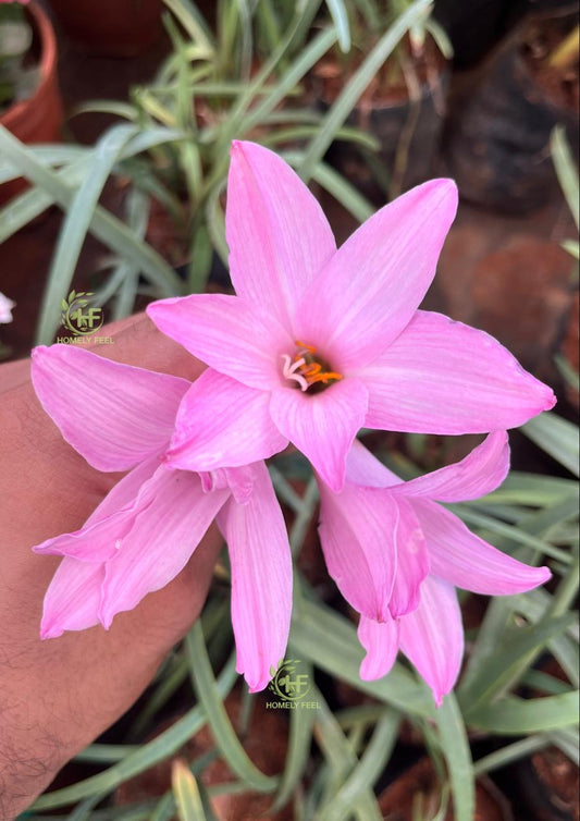 Rainlilly Pink Big Flower New Variety