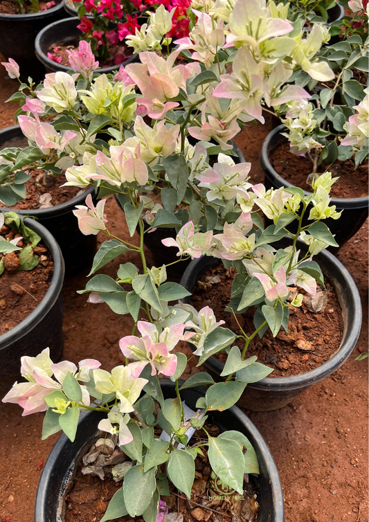 Bougainvillea Silver Pink Hybrid