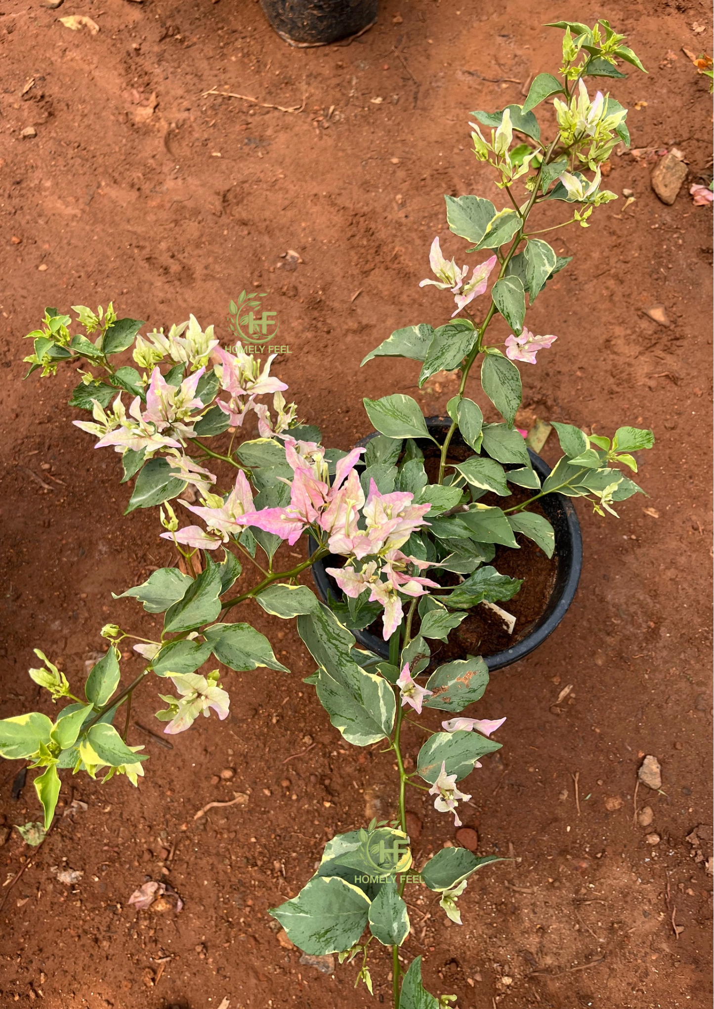 Bougainvillea Splash Butterfly Hybrid