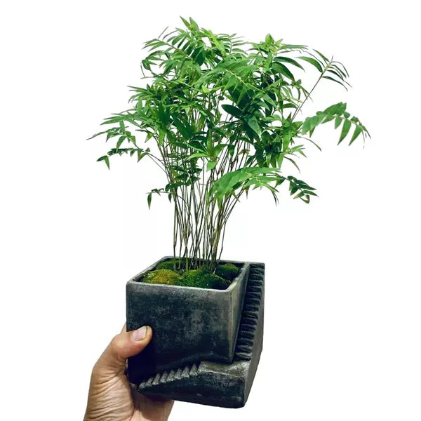 Miniature Bamboo