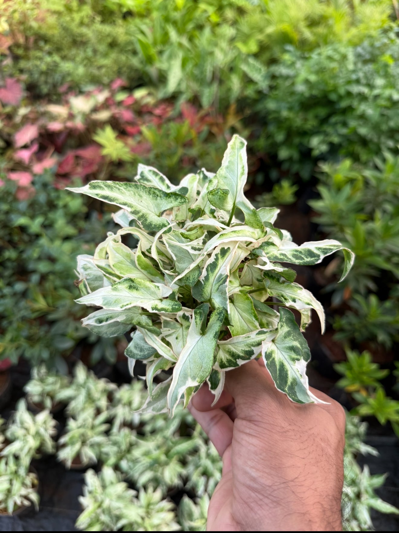Syngonium Dwarf Variegated