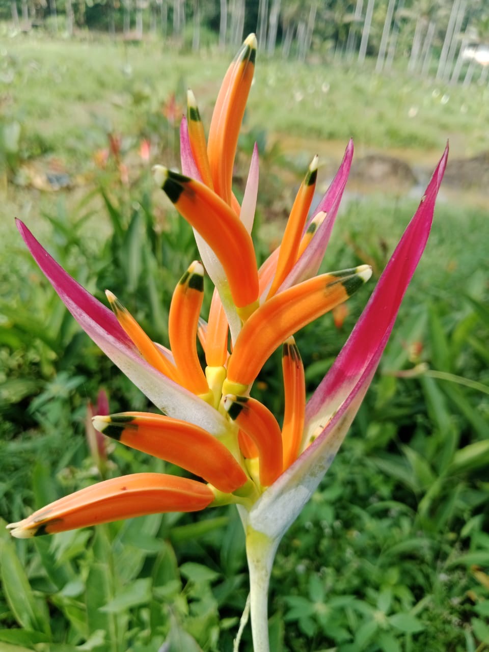 Heliconia Sasi Pink